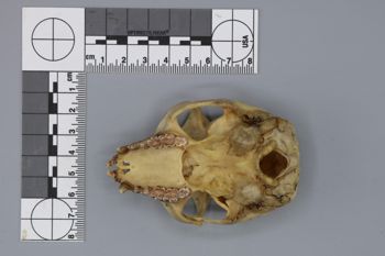 Media type: image; Mammalogy 44857